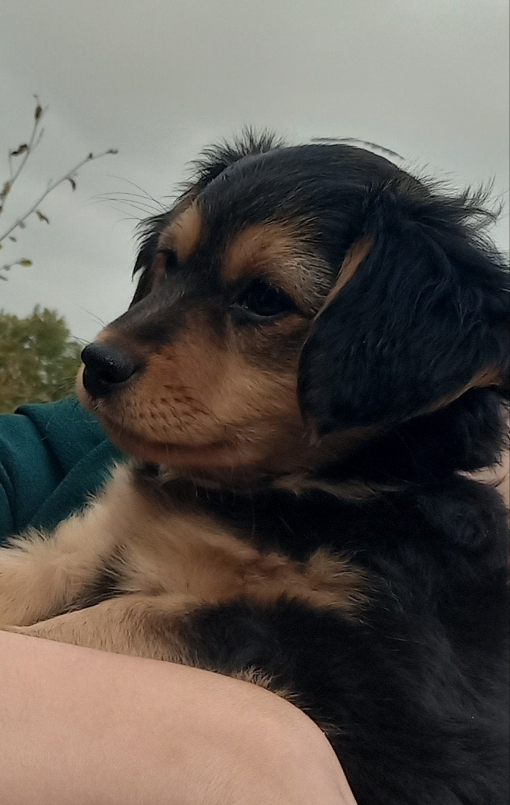 markiesje vlinderhond pup reu, 8 tot 15 weken, Parvo, Meerdere, Meerdere dieren