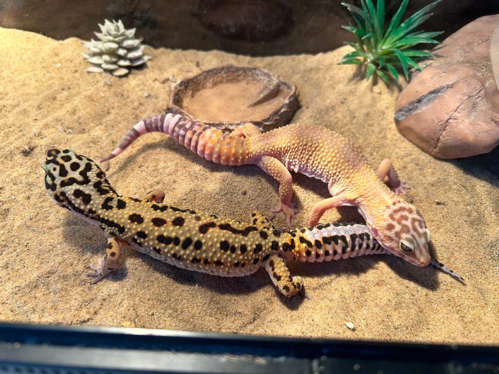 Luipaard Gekko 2x vrouwtje, Hagedis, 0 tot 2 jaar