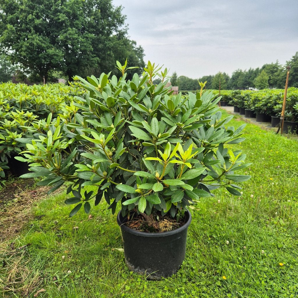 Rhododendron Catawbiense Grandiflorum (80-100 cm in C32 pot), Ophalen of Verzenden, Rhododendron, Struik, Minder dan 100 cm