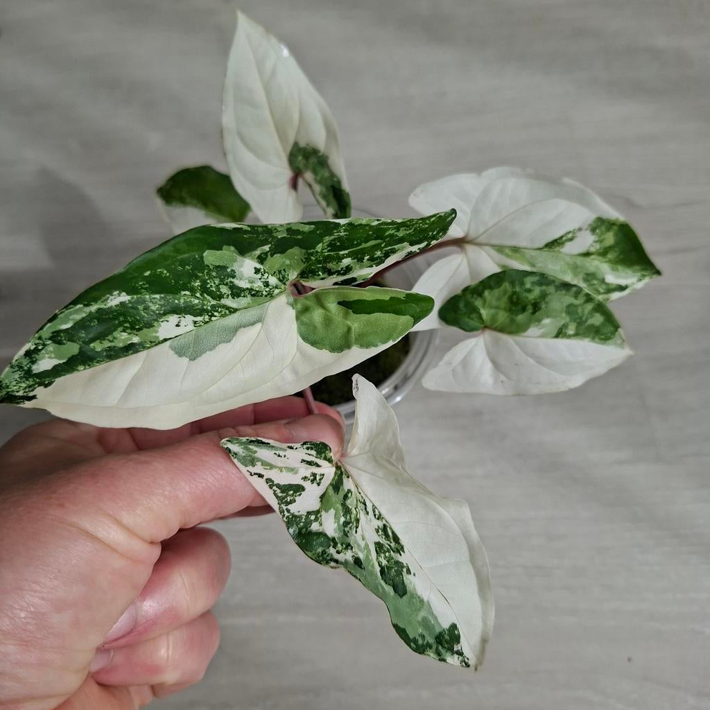 Syngonium podophyllum albo variegata plant, Huis en Inrichting, Kamerplanten, Ophalen of Verzenden, Halfschaduw, Minder dan 100 cm
