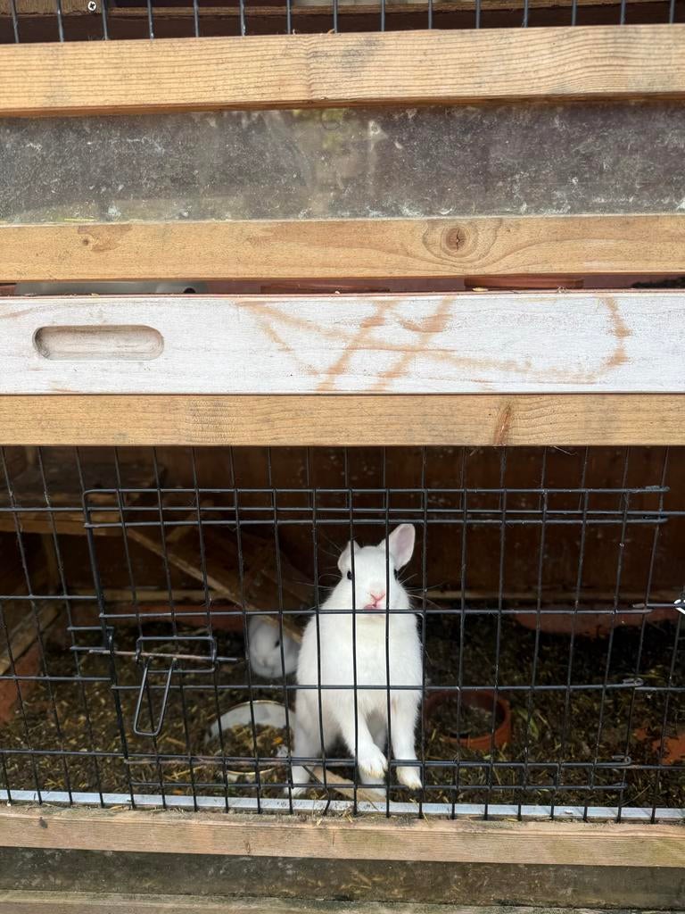 Konijnen 10stuks, Dieren en Toebehoren, Meerdere dieren, Klein