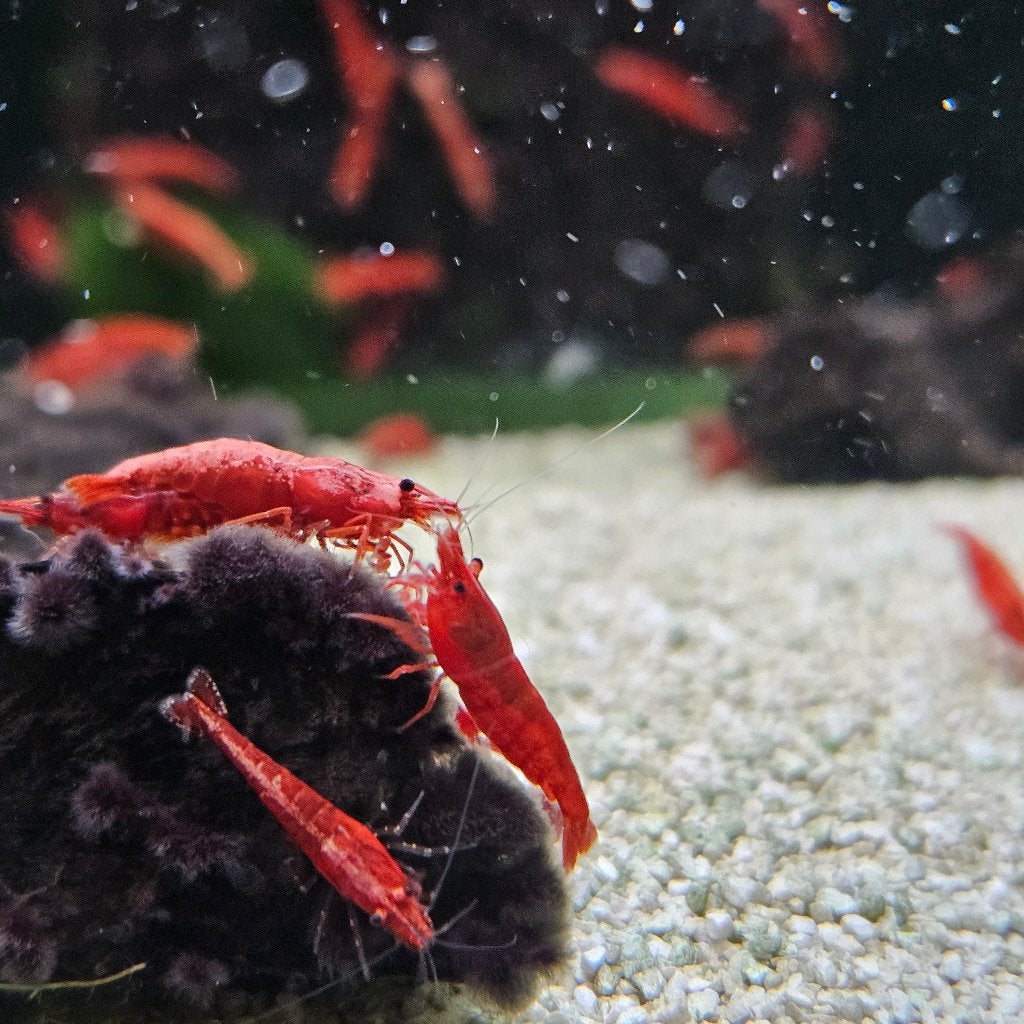 red fire garnalen, Dieren en Toebehoren, Kreeft, Krab of Garnaal, Zoetwatervis