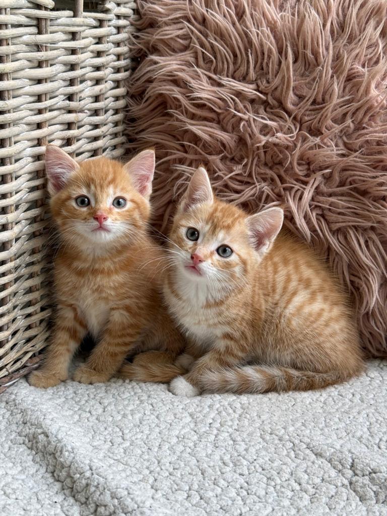 **Lieve huiselijk kittens in verschillende kleurtjes**, Meerdere dieren