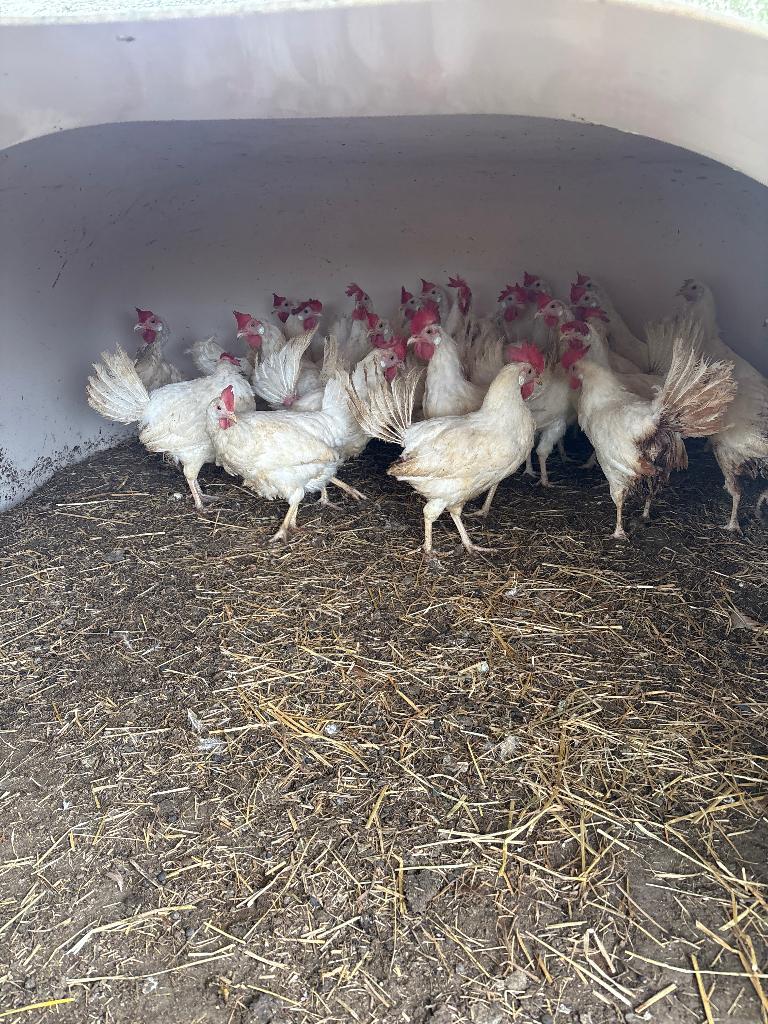 Witte leghorn, Dieren en Toebehoren, Pluimvee, Vrouwelijk, Kip