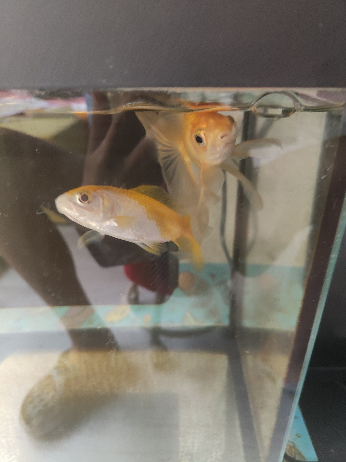 Goudvissen voor vijver of aquarium, Vis, Zoetwatervis, Schoolvis