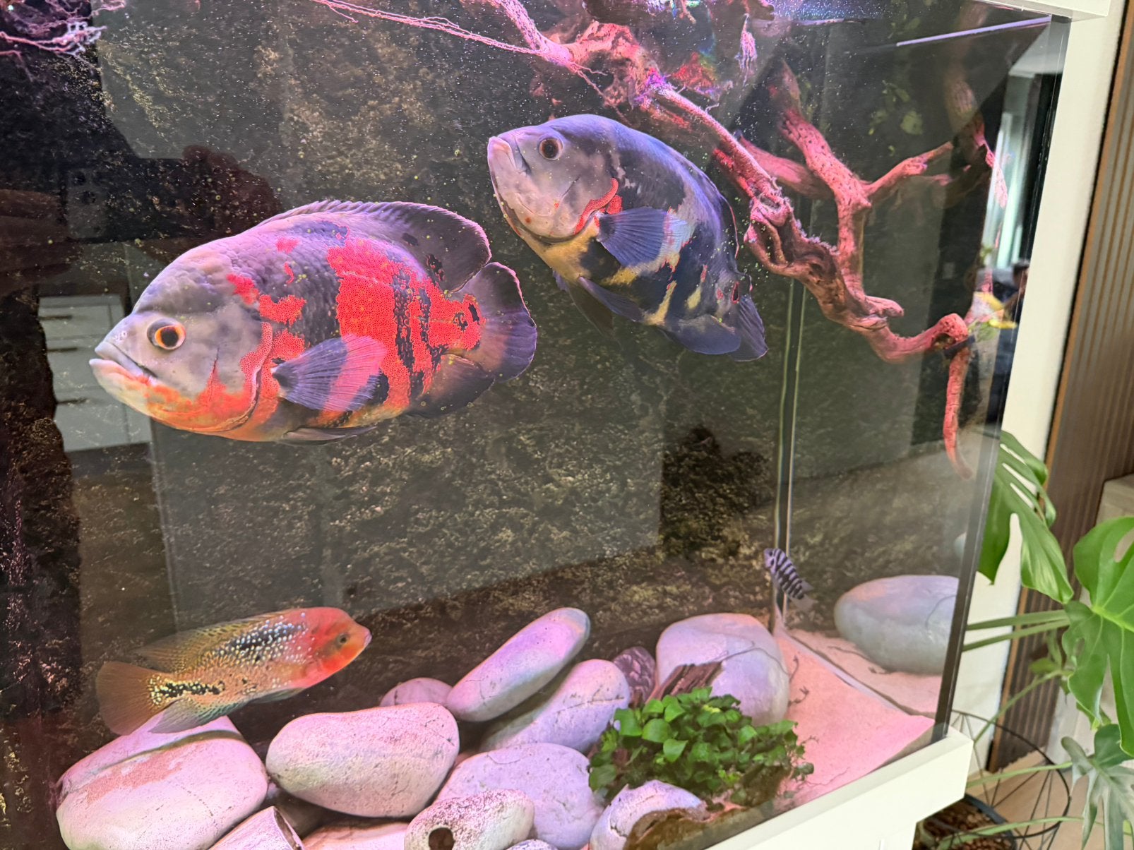 Pauwoog chiclide oscar groot, Dieren en Toebehoren, Vissen | Aquariumvissen, Vis