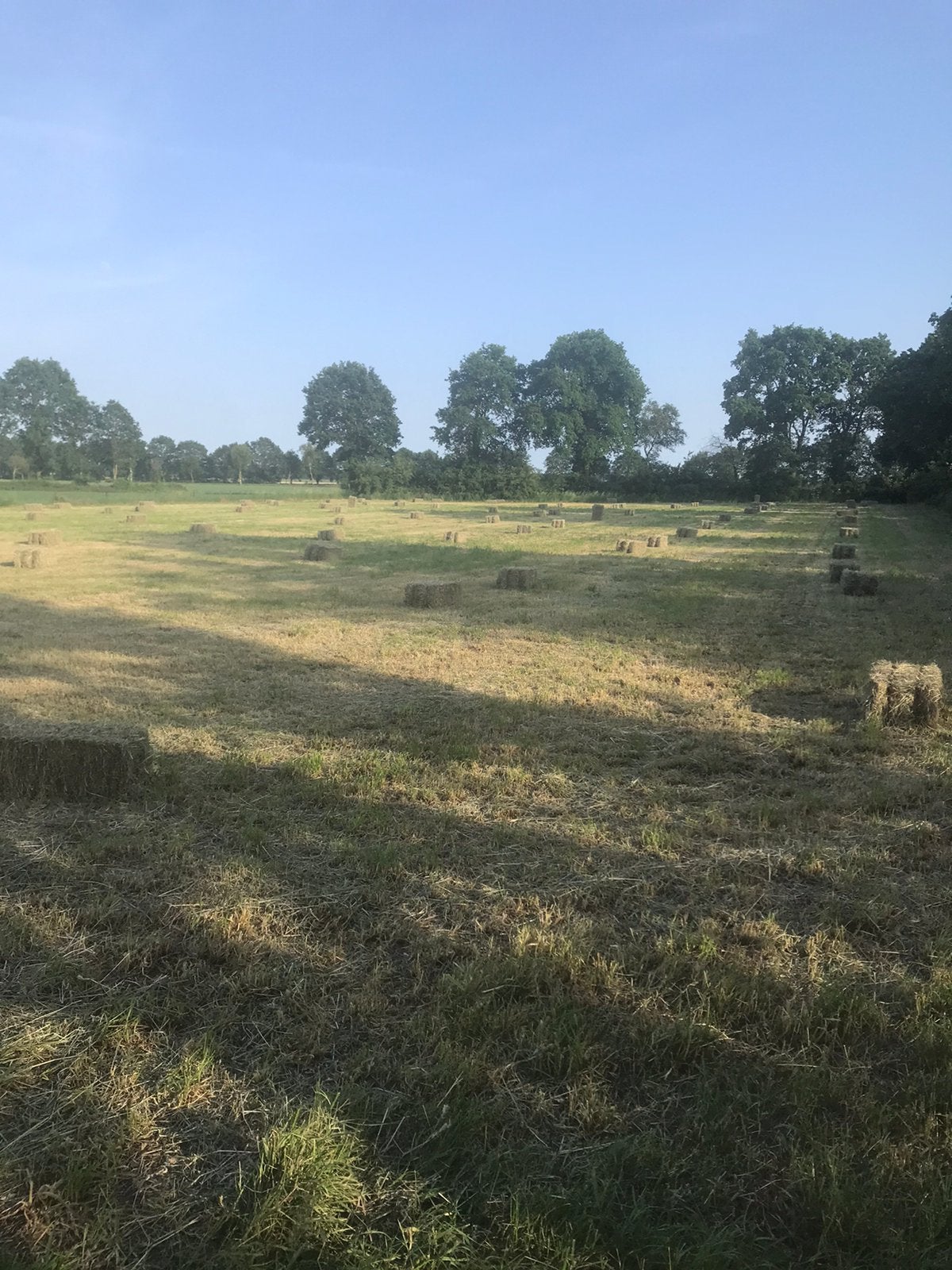 Pakken hooi te koop onkruid vrij, Dieren en Toebehoren, Ophalen, Vee
