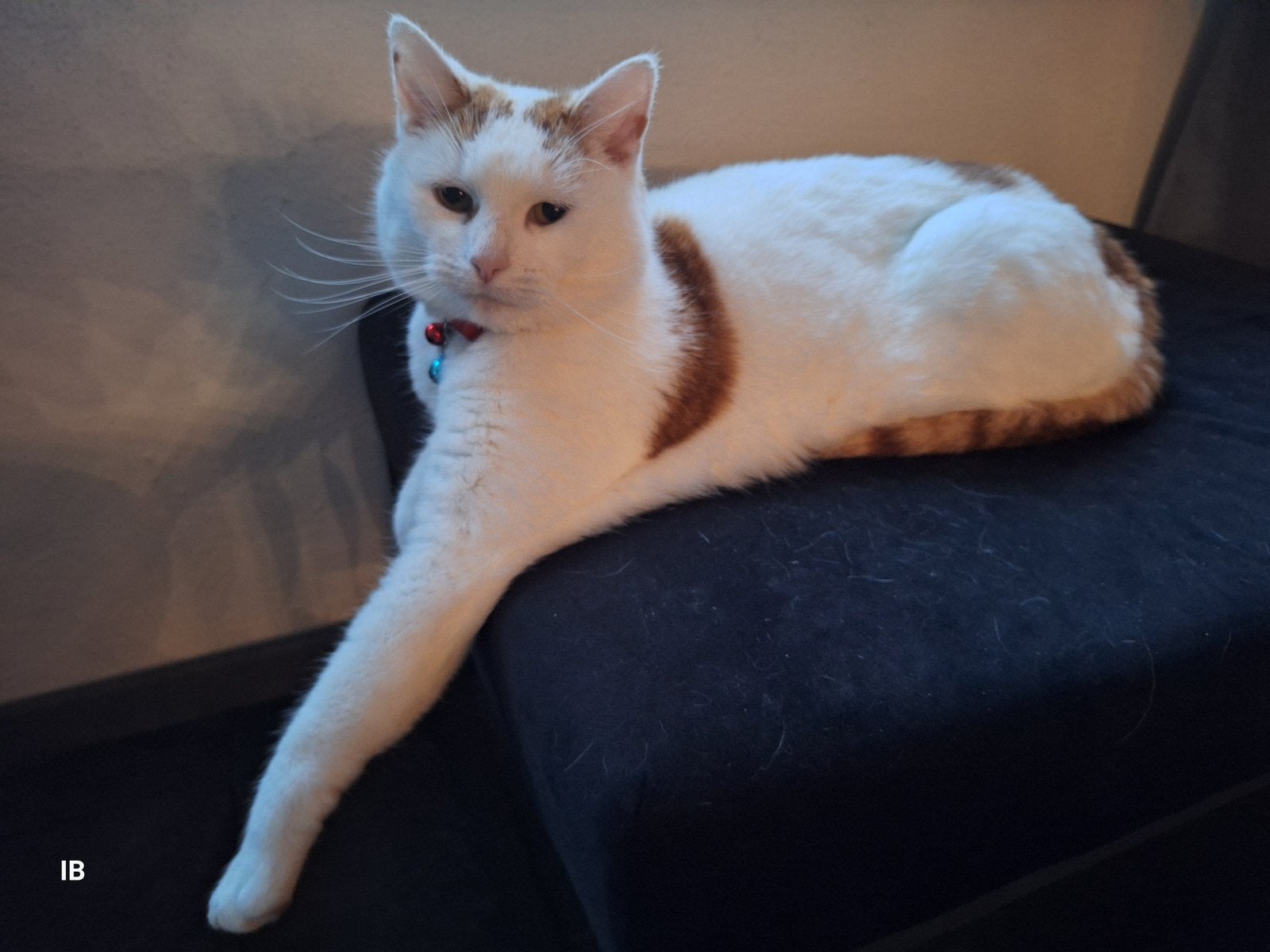 Gezocht voor Tommie onze kater liefdevol huisje, Kater, Gechipt