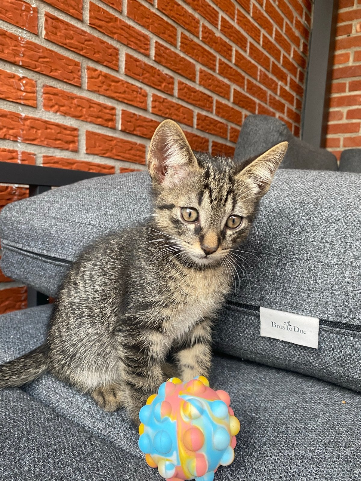 Lieve kittens zoeken een nieuw huisje, Meerdere dieren, Kortharig, 0 tot 2 jaar