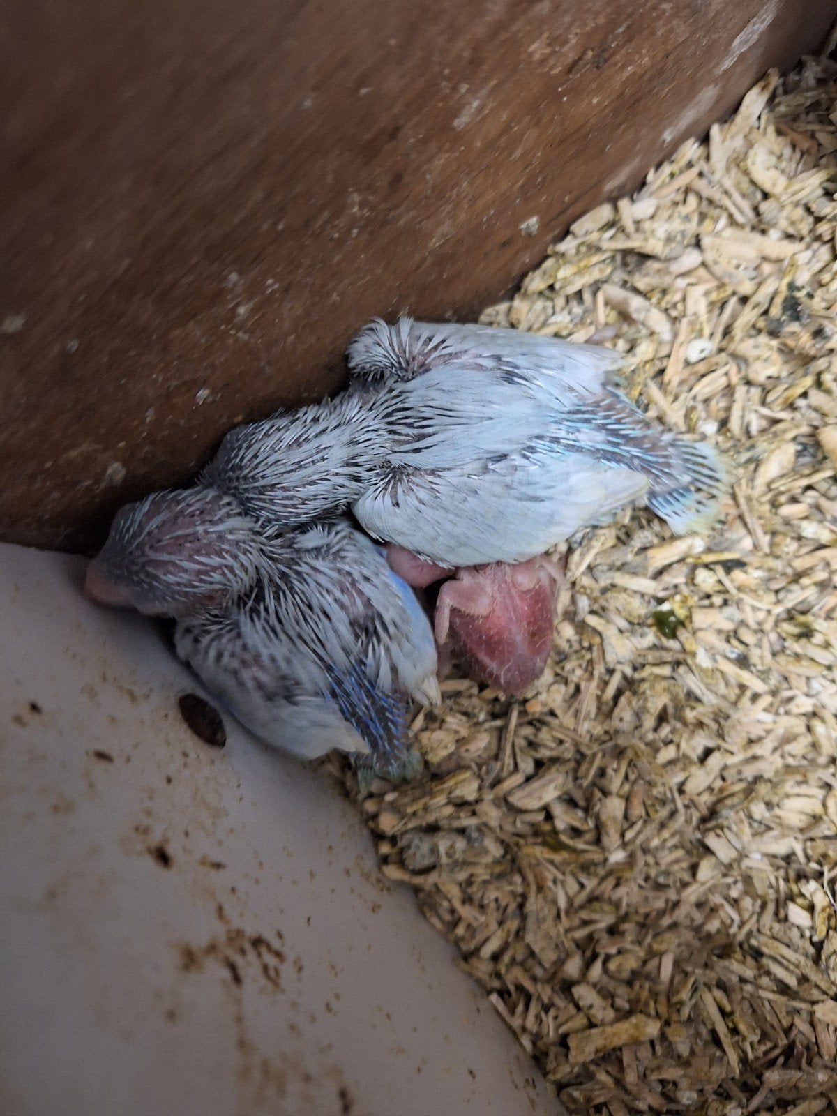 Tamme forpussen, Meerdere dieren, Kip