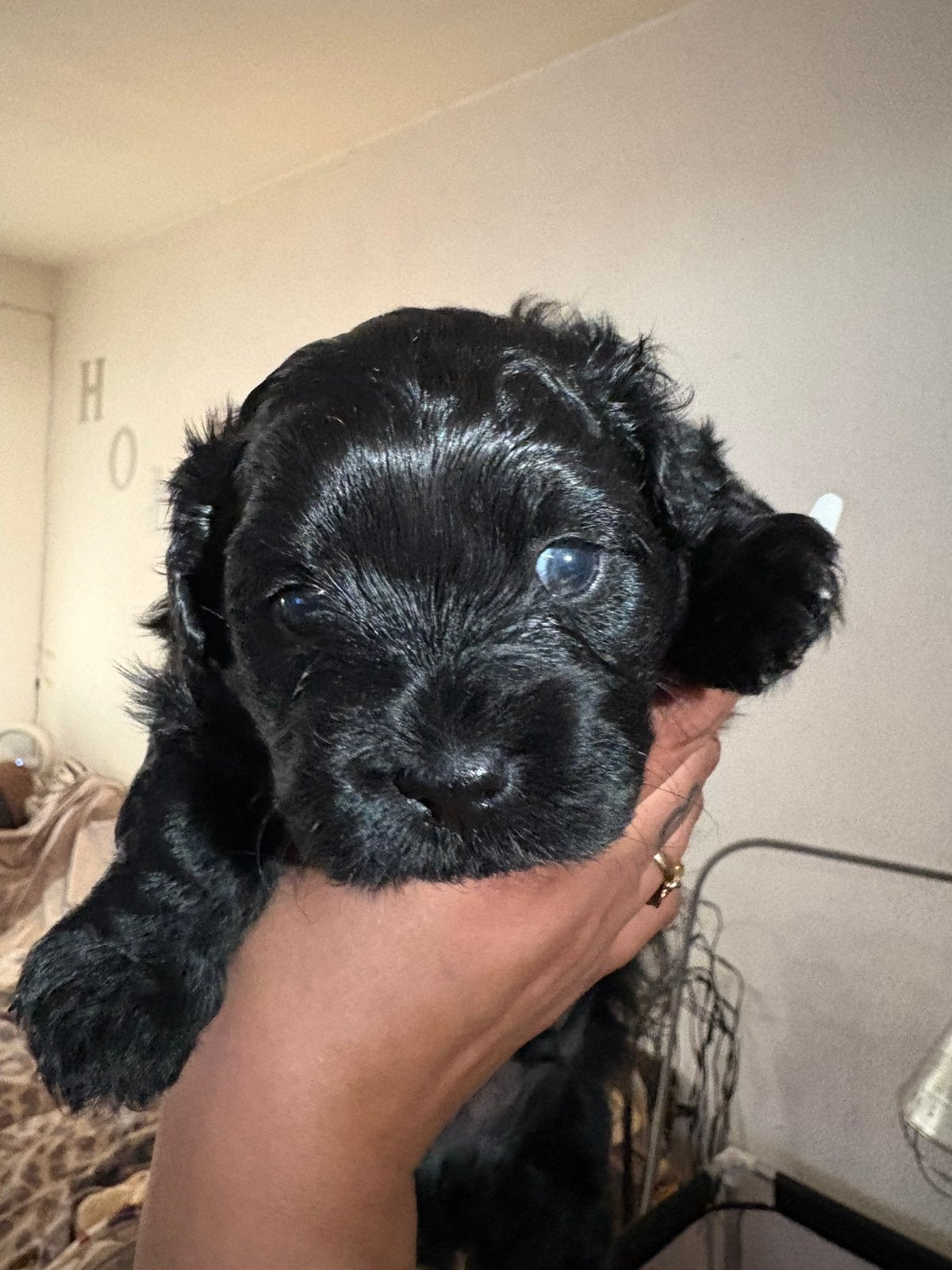 Lieve maltipoo pups van nu 3 weken oud, Dieren en Toebehoren, Honden | Chihuahua's en Gezelschapshonden, 8 tot 15 weken, Meerdere