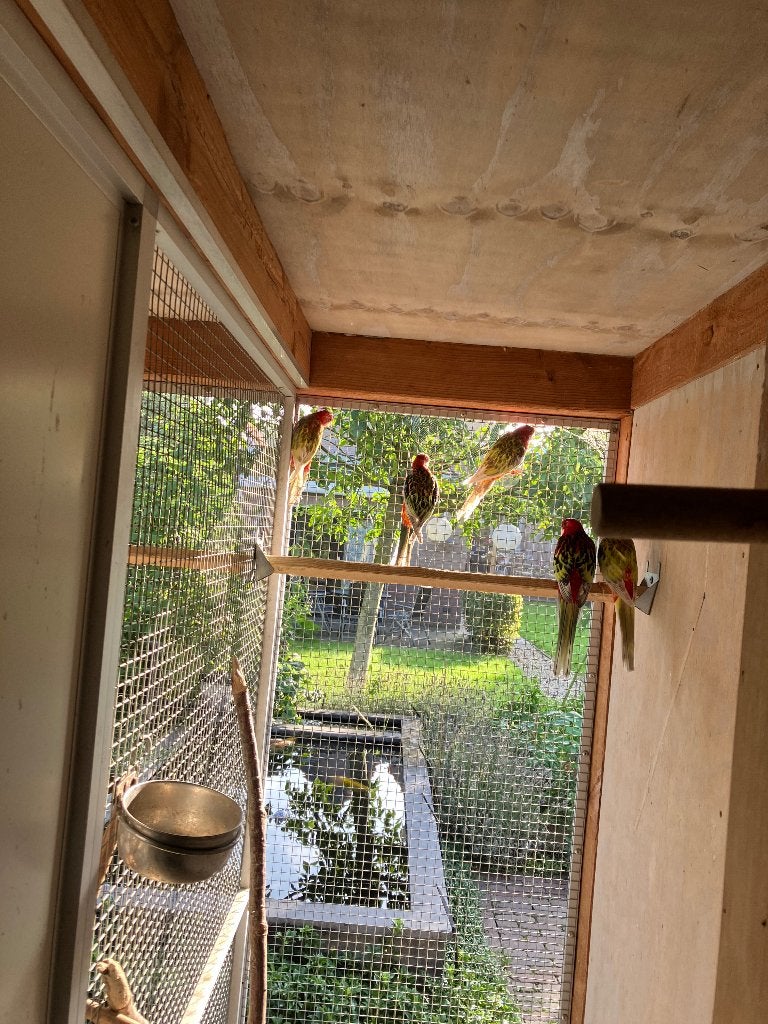 Pracht Rosella’s, Meerdere dieren, Parkiet
