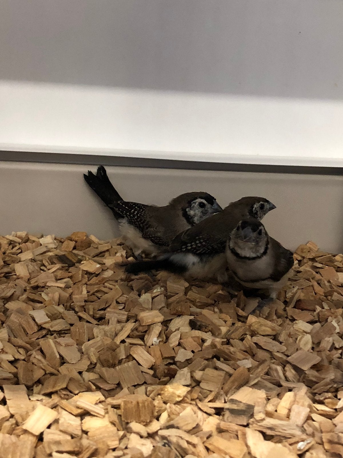 Bichenowastrilde, Meerdere dieren