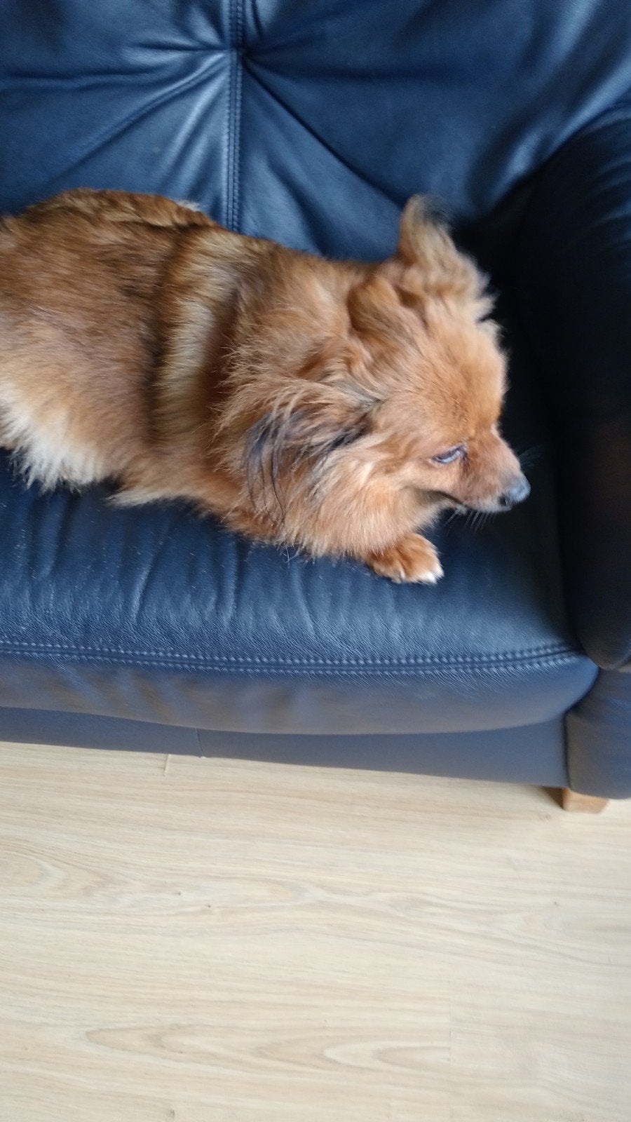wordt jij mijn lieve baasje? dan kom ik bij jou🥰, Overige rassen, Teef, Parvo, Eén hond