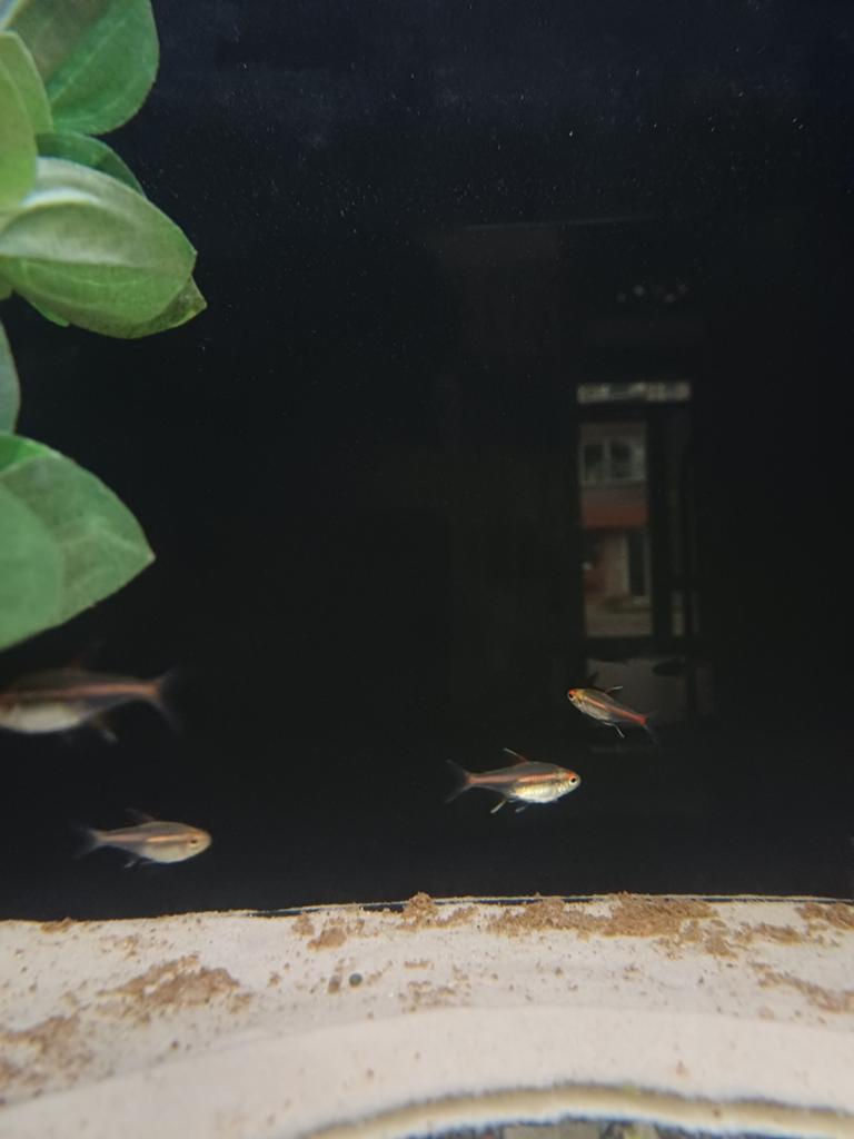 Vuur tetra, Vis