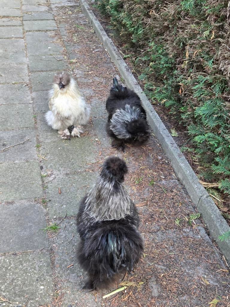 Hele mooie zwarte zijdehoen hanen te koop., Dieren en Toebehoren, Mannelijk, Kip