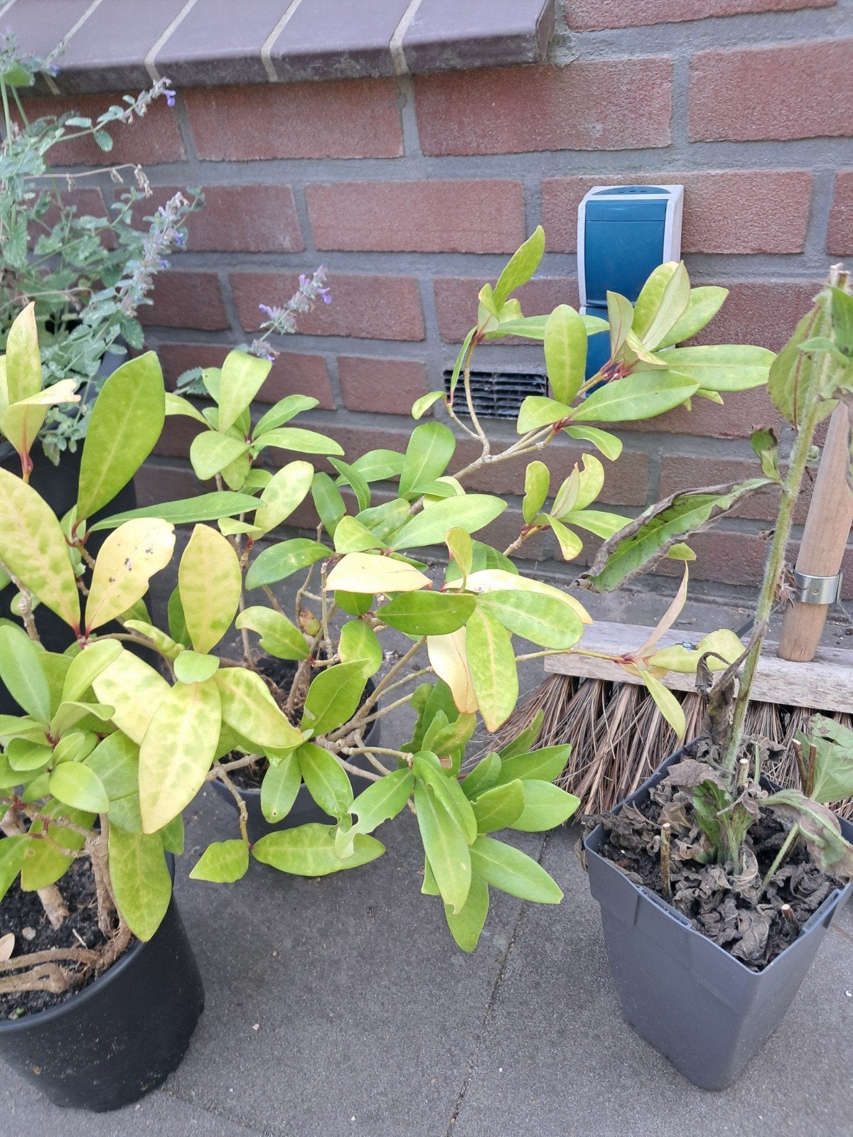 skimmia, Tuin en Terras, Planten | Struiken en Hagen, Ophalen, Overige soorten, Struik, Minder dan 100 cm