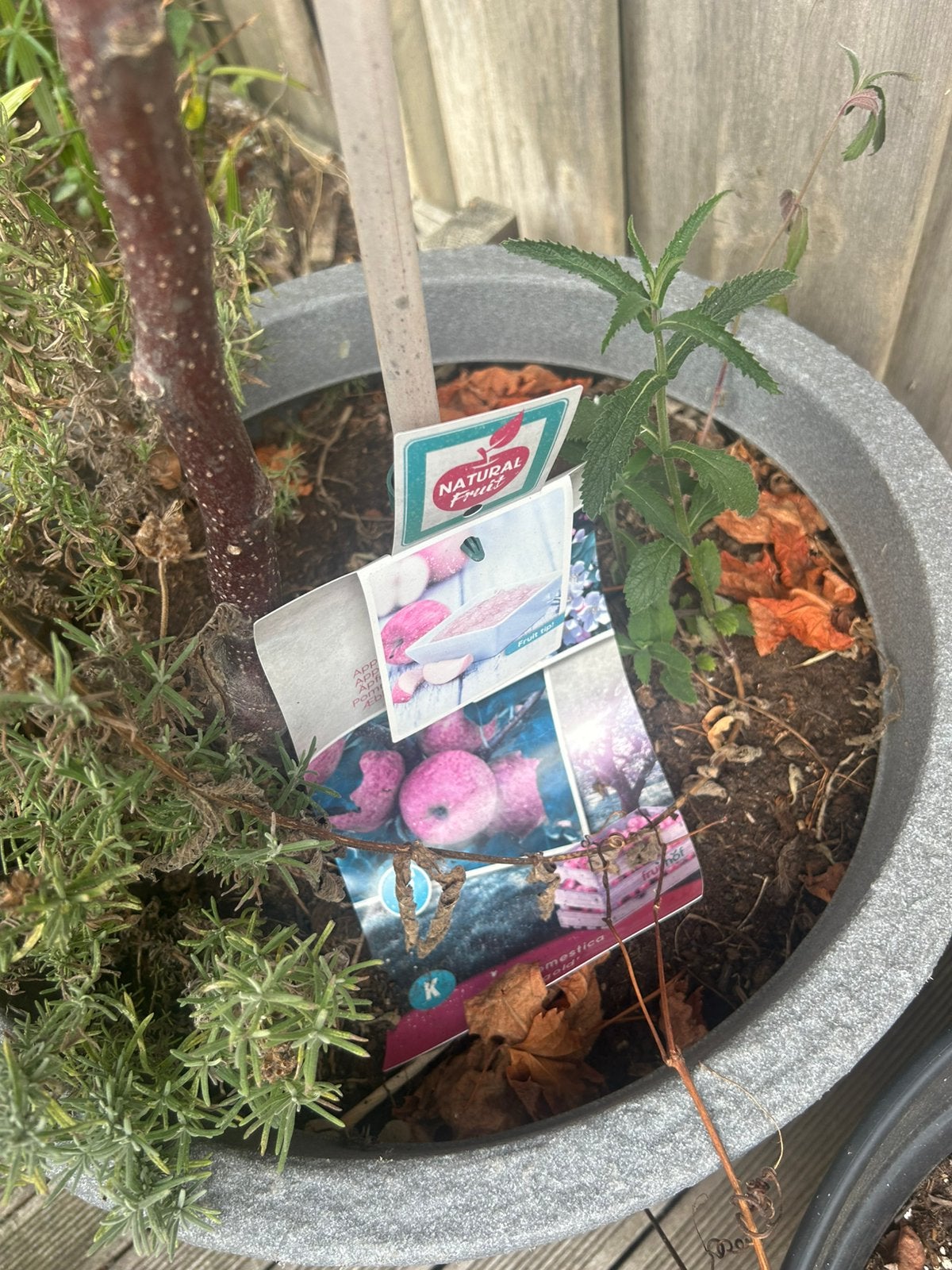 Fruitbomen, Tuin en Terras, Ophalen, Minder dan 100 cm, Overige soorten, Lente
