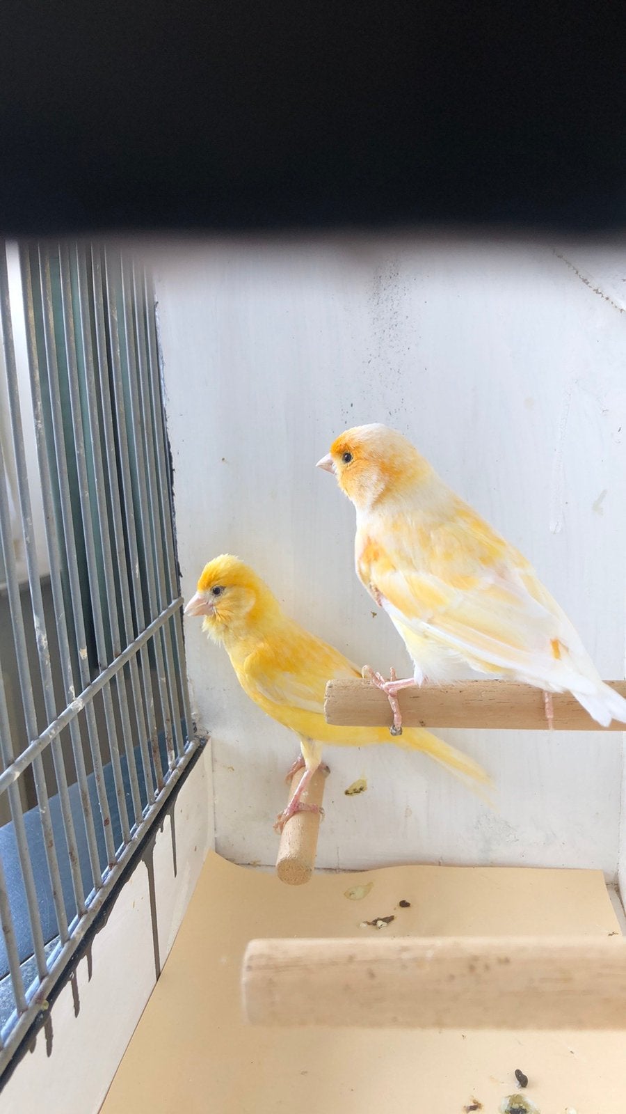 Te Koop ; Koppel Gele Kanaries., Dieren en Toebehoren, Meerdere dieren, Kleurkanarie