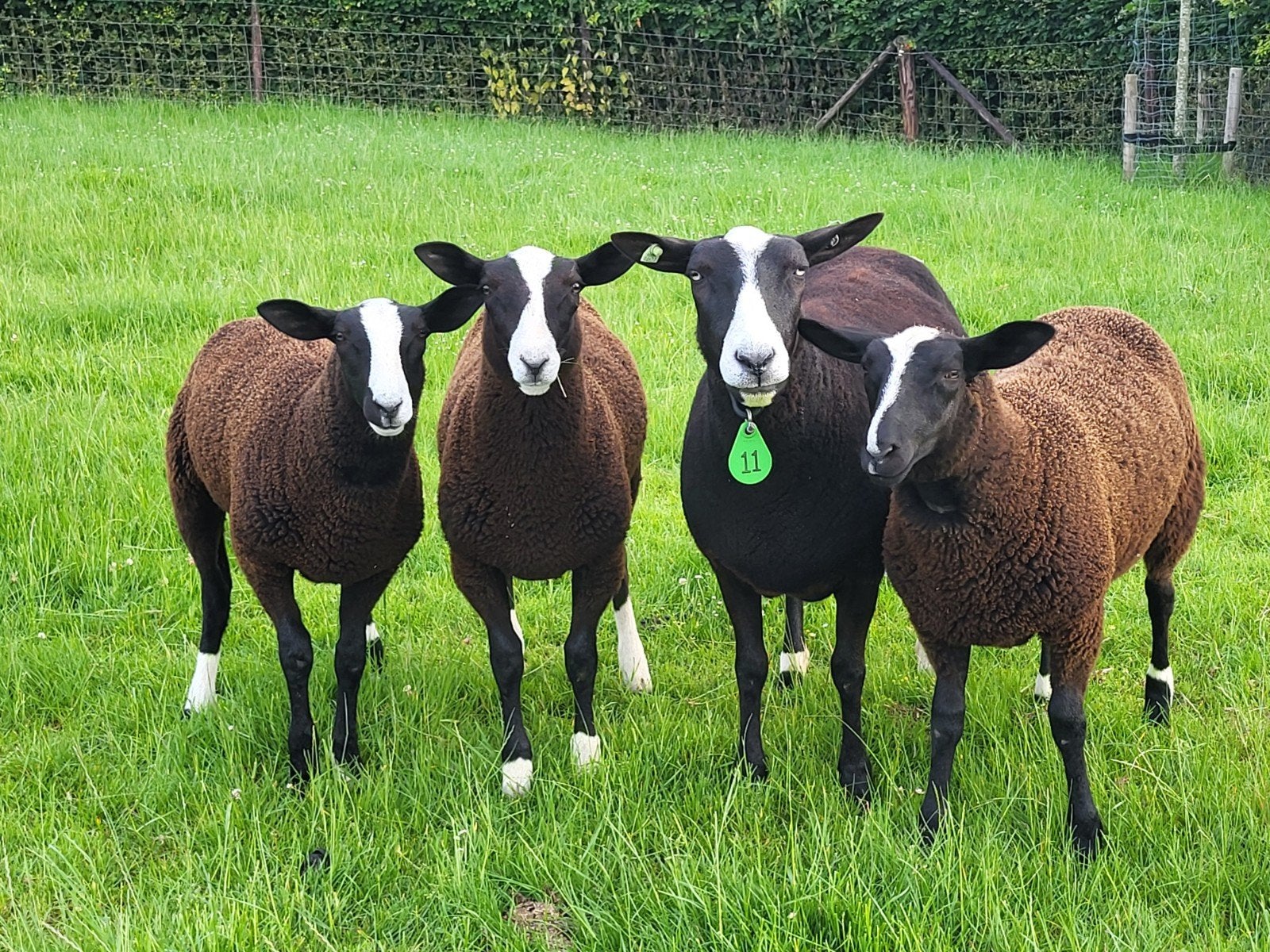 Dekbokjes en ooitjes te koop, Dieren en Toebehoren, Meerdere dieren, Schaap, 0 tot 2 jaar