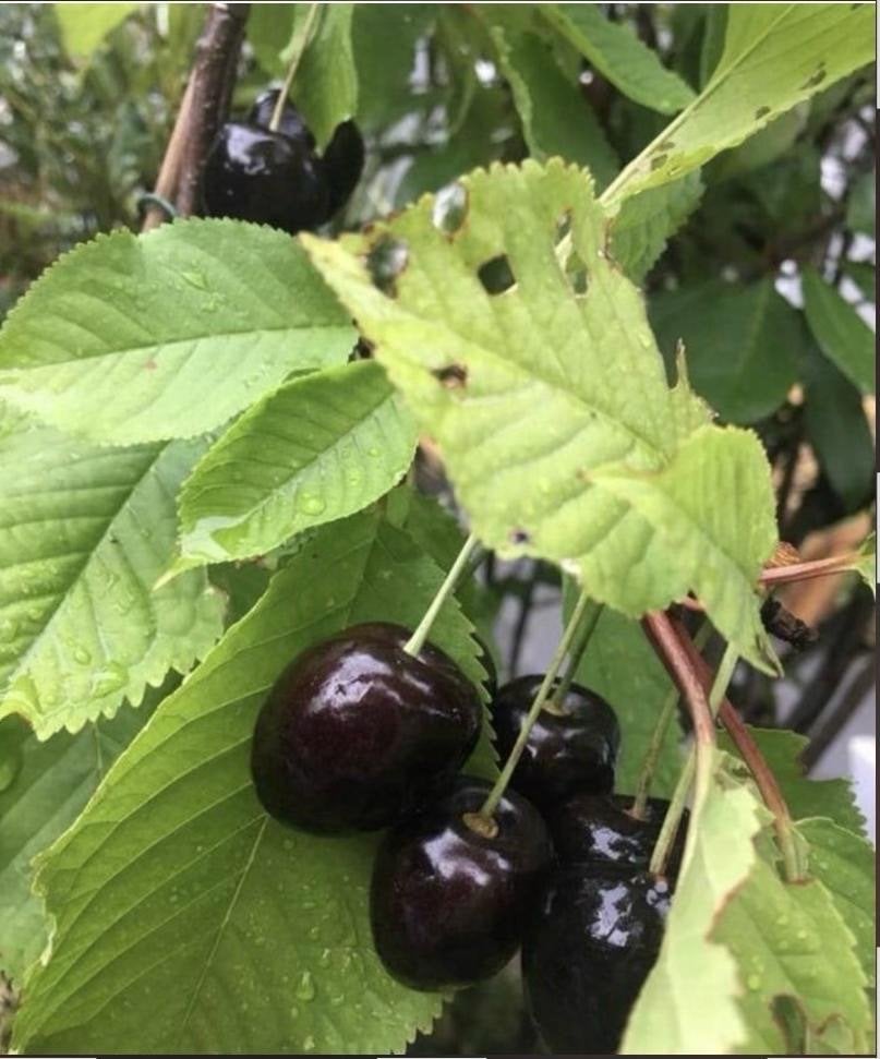 BIO Kersenboompjes in pot of zonder soort Prunus avium, Minder dan 100 cm, Lente, Overige soorten, In pot
