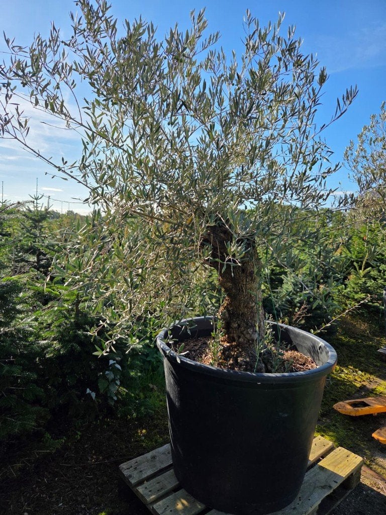 Olijfboom, Olea europaea, Bloeit niet, 100 tot 250 cm, Olijfboom, Ophalen