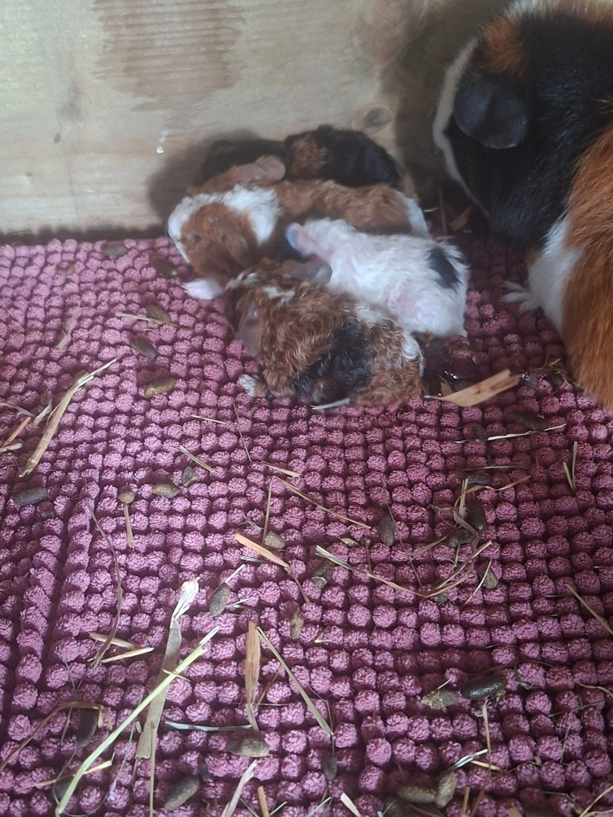3 us teddy beertjes, Juli, Mannelijk, Cavia