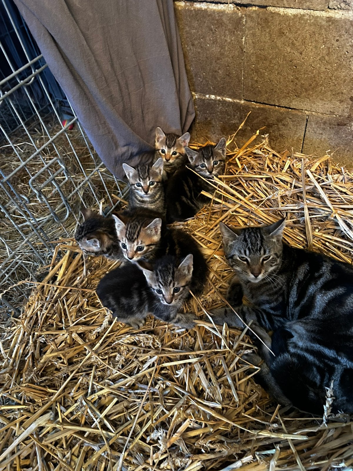 Boerderijkittens te koop, Dieren en Toebehoren, Katten en Kittens | Overige Katten