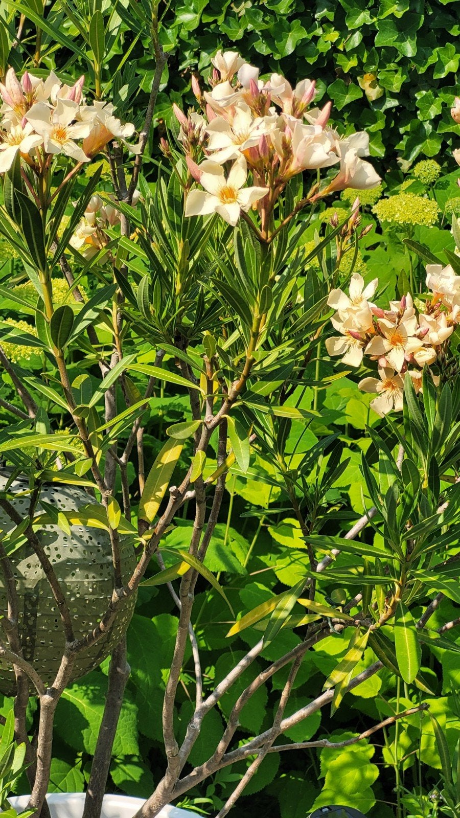 Oleander zalmkleur, Ophalen of Verzenden, Overige soorten, Volle zon