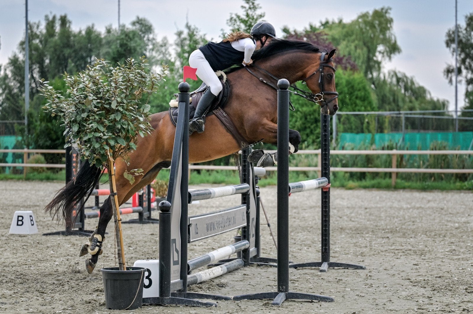Betrouwbare allround E pony, Ruin, E pony (1.48m - 1.57m), Met stamboom, 3 tot 6 jaar