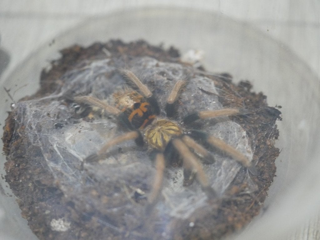 Chromatopelma cyaneopubescens, Dieren en Toebehoren, Insecten en Spinnen, Spin of Schorpioen