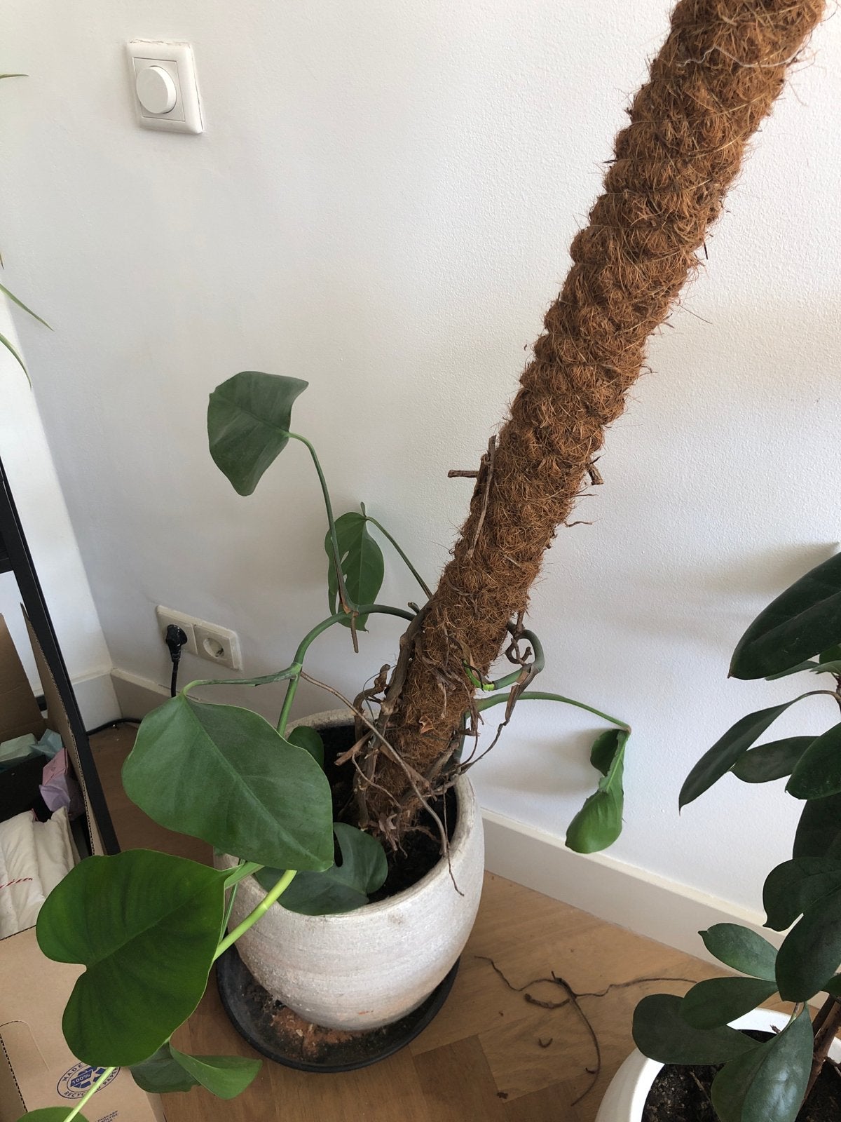 Monstera Deliciosa zonder pot, Ophalen, 100 tot 150 cm, Overige soorten, Halfschaduw