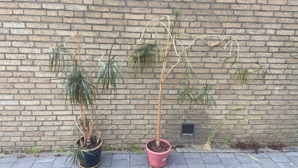 2 gratis planten (Dracaena) wegens verhuizing, Huis en Inrichting, Ophalen, Overige soorten, Halfschaduw, In pot