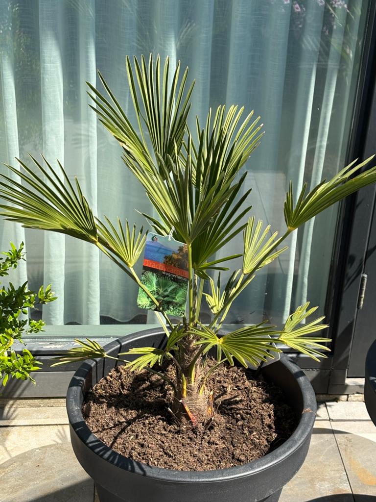 Prachtige winterharde trachycarpus wagnerianus in luxe pot !, Lente, Minder dan 100 cm, Palmboom, Ophalen