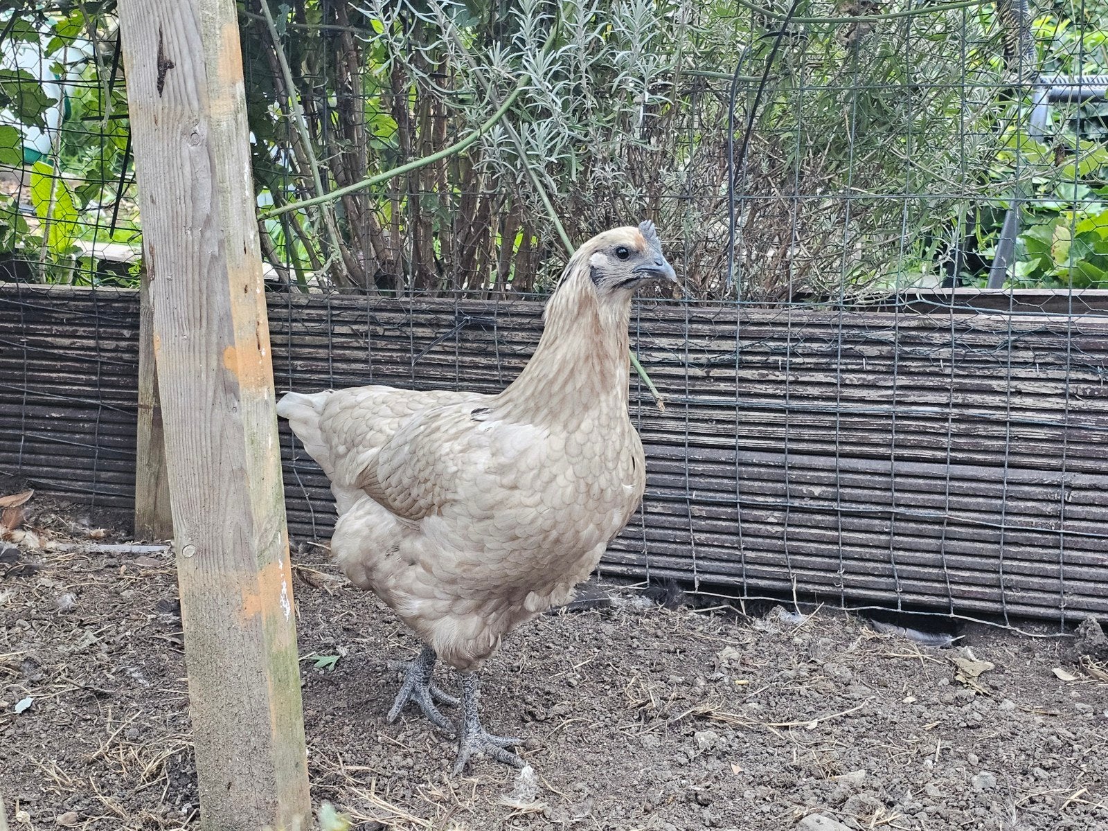3 zombie hennen te koop Ayam Cemani x Poule de Bresse, Vrouwelijk, Kip
