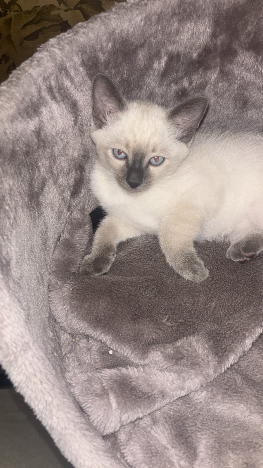 Poesjes ragdoll, Poes