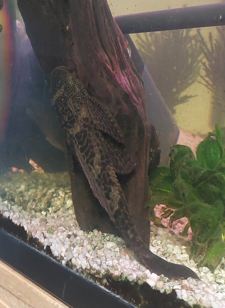 Vis: Pleco, Vis, Zoetwatervis