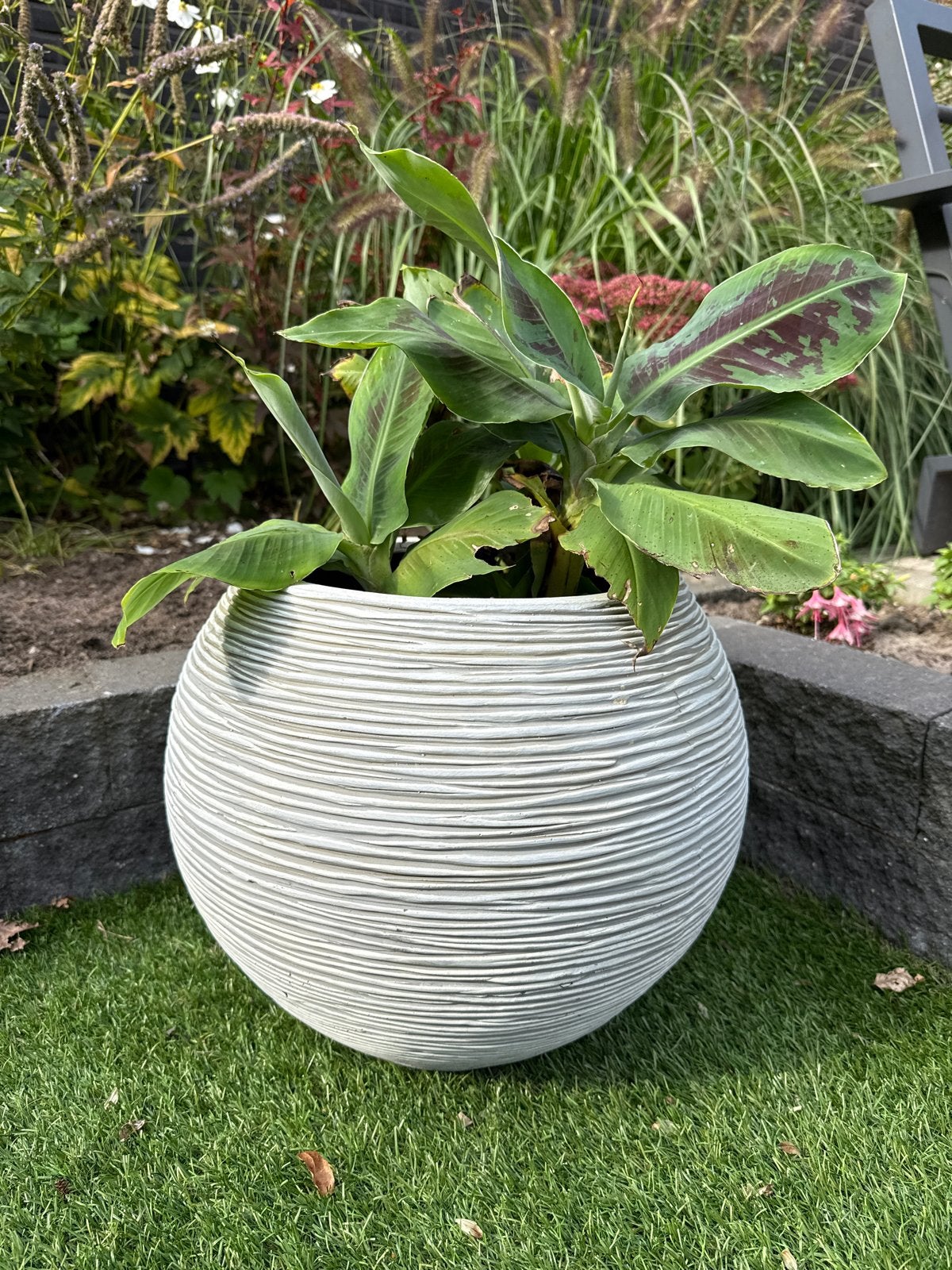 Bananenplant met stekjes in pot, Ophalen, Overige materialen, Gebruikt, Rond