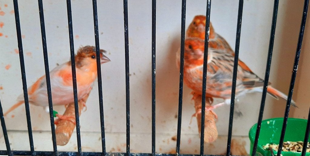 Harlekijn kanaries, Meerdere dieren, Kleurkanarie