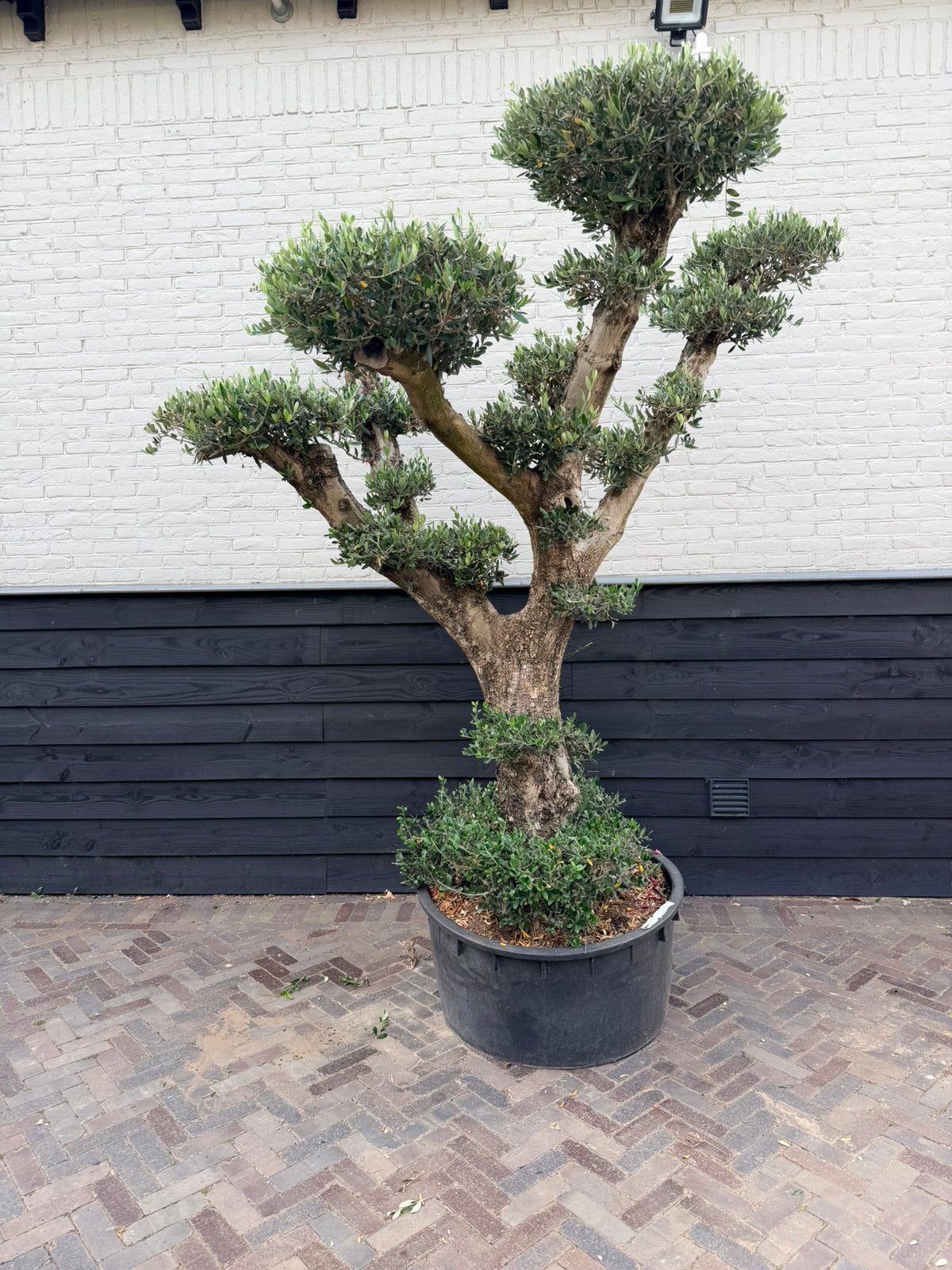 Onwijs mooie olijfboom pon pon, Volle zon, Ophalen of Verzenden, 100 tot 250 cm, Olijfboom