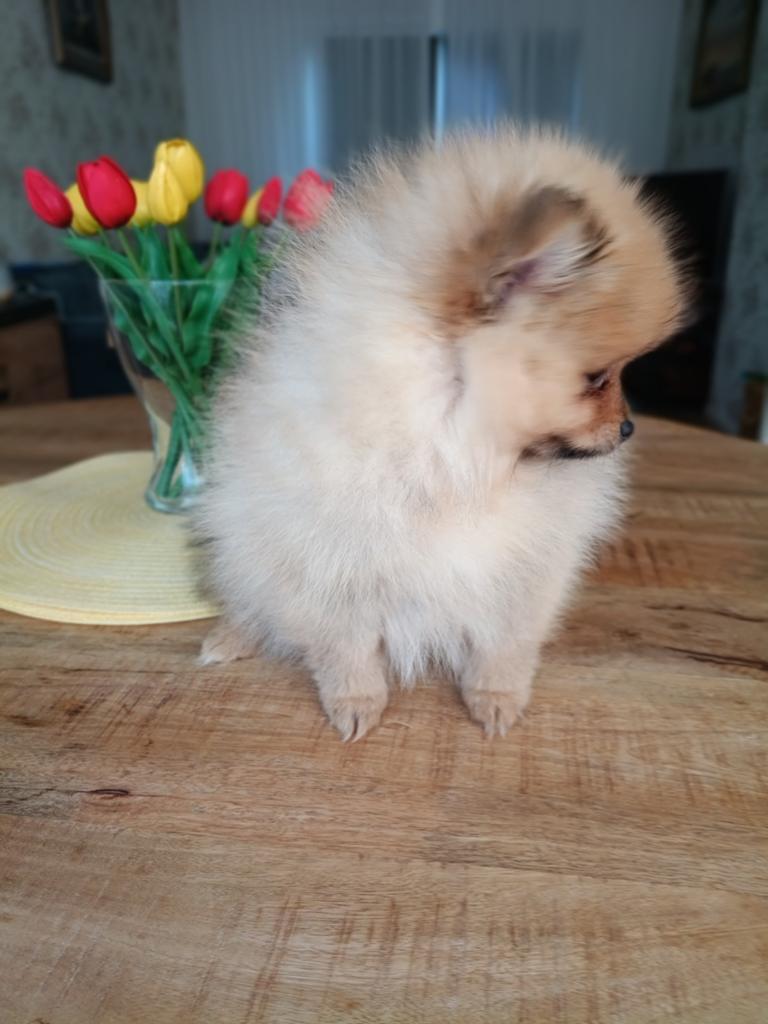 Pomeriaan pup (teefje), super mooi!!!, Dieren en Toebehoren, Honden | Poolhonden, Keeshonden en Oertypen, Keeshond, HCC (leverziekte)