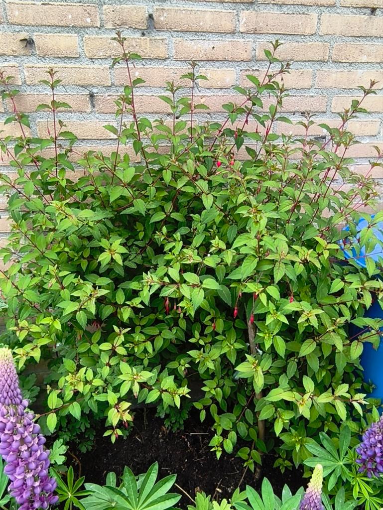 Fuchsia planten, Tuin en Terras, Overige soorten, Vaste plant, Ophalen of Verzenden, Halfschaduw