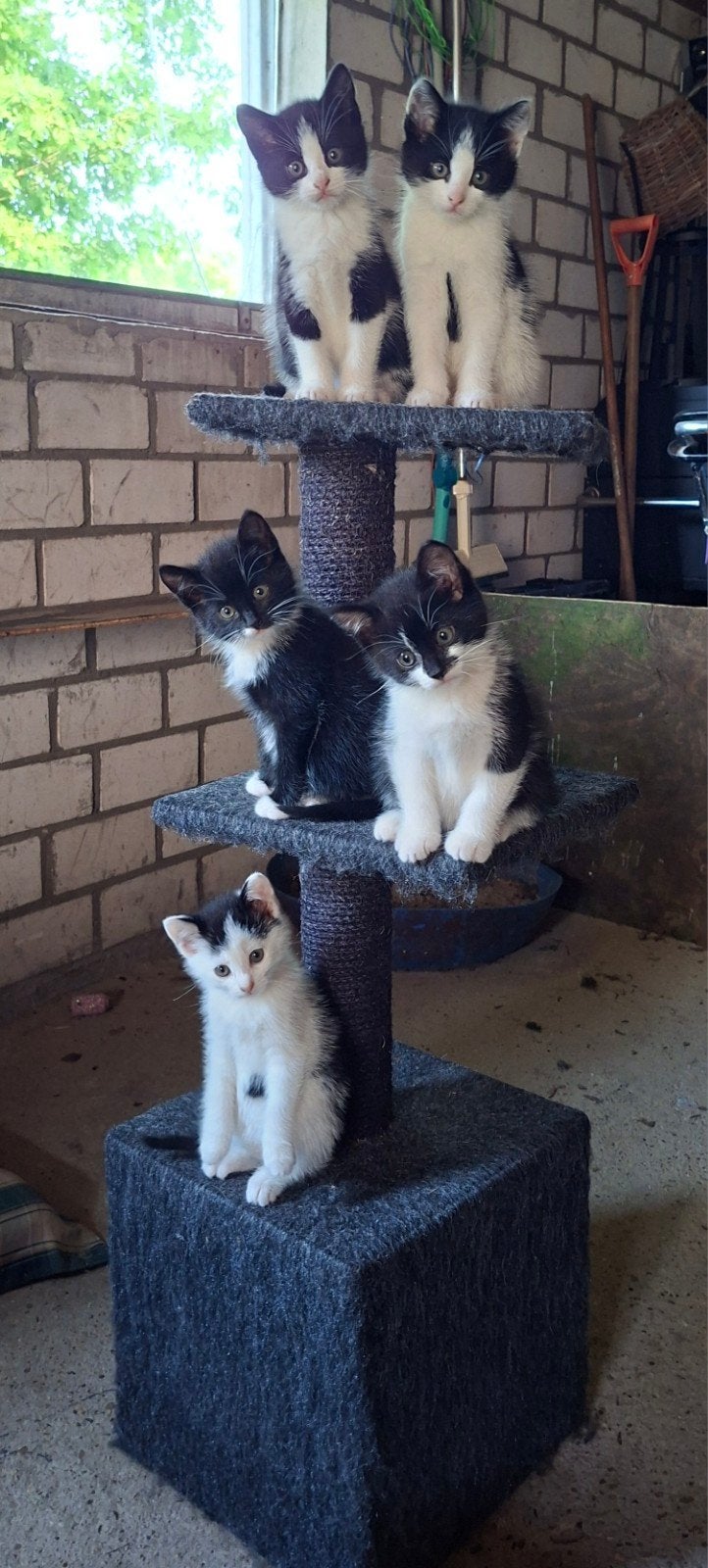 Schattige speelse zwart wit kittens te koop, Dieren en Toebehoren, Katten en Kittens | Overige Katten, Meerdere dieren, Kortharig