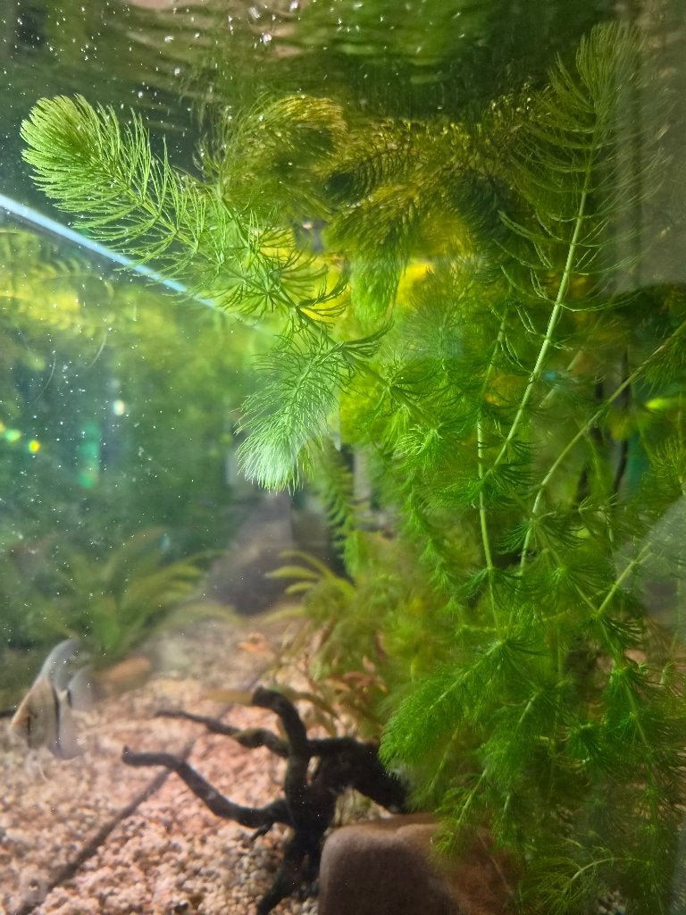 Te koop mooie aquariumplant 1 complete bos voor 2,50 euro !!, Dieren en Toebehoren, Ophalen, Nieuw, Plant(en), Steen of Hout
