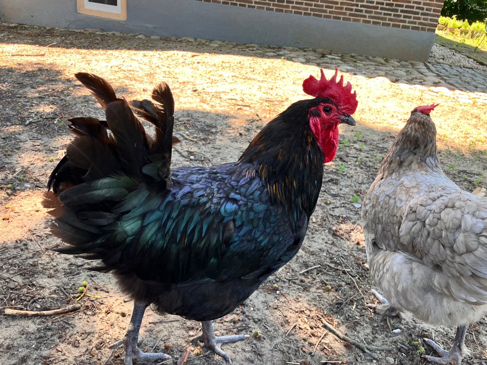 Mooie koperhals zwarte haan mix Australorp-Marans-Araucana, Dieren en Toebehoren, Mannelijk, Kip