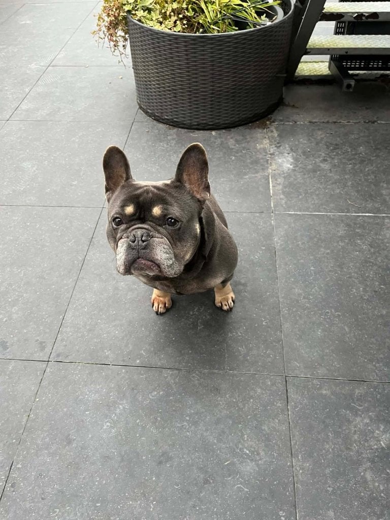 Franse buldog, 6 jaar of ouder, Parvo, Eén hond, Nederland