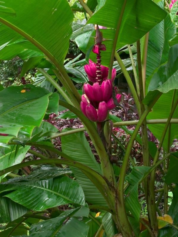 10 x Musa Velutina banaan zaden (verzenden kan ook), Ophalen, Gehele jaar, Volle zon, Zaad
