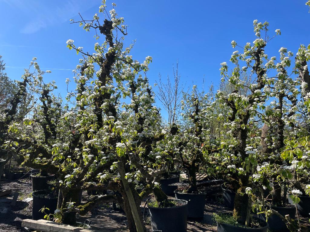 Peren bomen, Lente, Ophalen of Verzenden, Volledige schaduw, 100 tot 250 cm