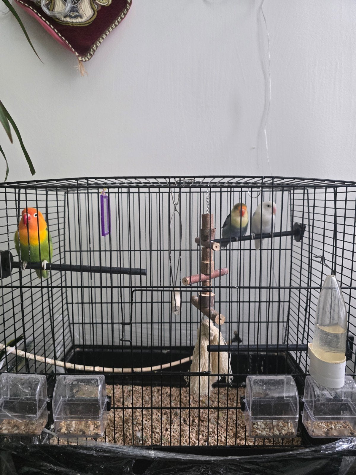Mooie vogels te koop, Dieren en Toebehoren