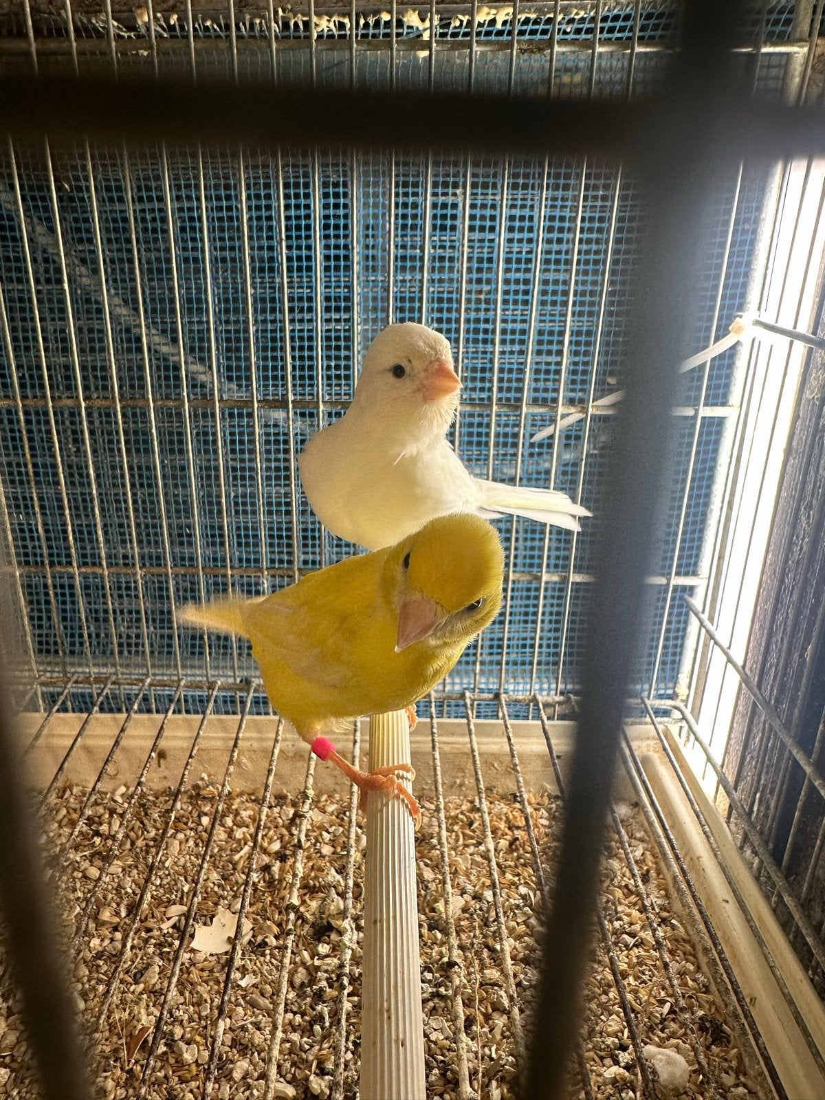 Kaareis, Meerdere dieren, Kleurkanarie